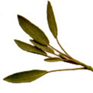 An Herbal Treatment for Sore Gums Image